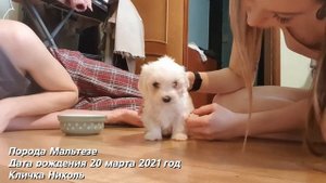 ПЕРВЫЙ ДЕНЬ ДОМА | МАЛЬТЕЗЕ | НИКОЛЬ