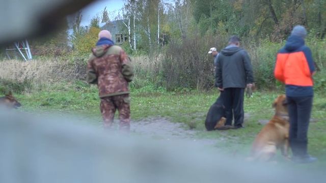 Как наказывать собаку? Можно ли бить? Как хвалить собаку? смотреть онлайн