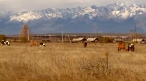 Бурятия. Лошади на фоне гор.