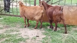 Калахарские козы скоро окотятся  ( 14.04.2022 г.) +79054444790