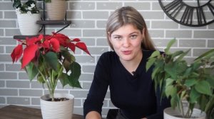 Почему Пуансеттия стала зелёной ✿ Как сделать Пуансеттию красной
