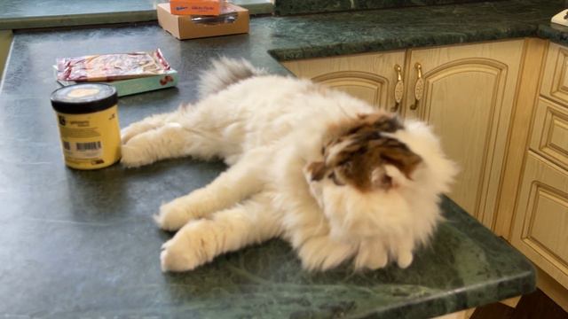 A big cat lover came to visit us.Большая любительница котов пришла к нам в гости.