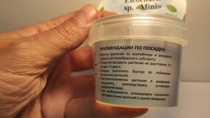 Живое аквариумное растение Элеохарис Мини меристемное