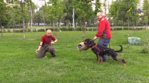 Приучение к выстрелам, босерон Боц, занятие с фигурантом