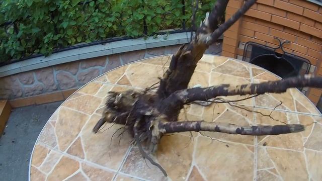 Обзор № 54. Абрикосовая коряга без подготовки смотреть онлайн