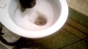 Как кошка ходит какать на унитаз.