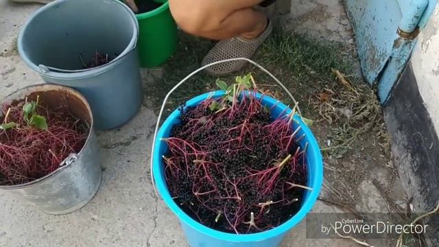 Варим варенье из бузины, наши будни!!!