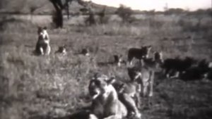 Саванны и редколесья Африки