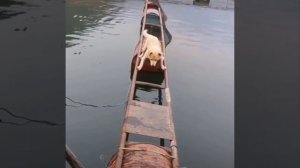 Приколы с котиками. Котики #65