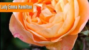 29 - Top 10 Most Beautiful Orange Roses | Around the world | Full Rose Plants Review | Episode. 1