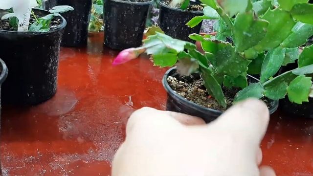 Как цветут мои шлюмбергеры(декабристы), укоренёные год назад! смотреть онлайн