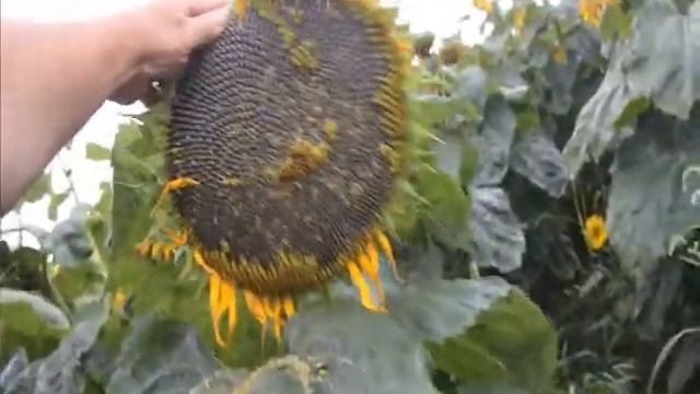 Мечта агроном-микроэлементный комплекс Аватар-1 http://avatar-agro.com