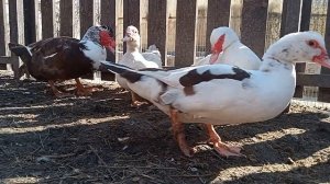 Утки несутся. Ответы на Ваши вопросы