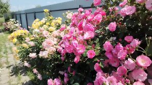 Лето🌞 Розы🌹 2023 год. Сорта #Ангела, #Астрид Линдгрен, #Пьер де Ронсар, #Шато Барберолис и др...