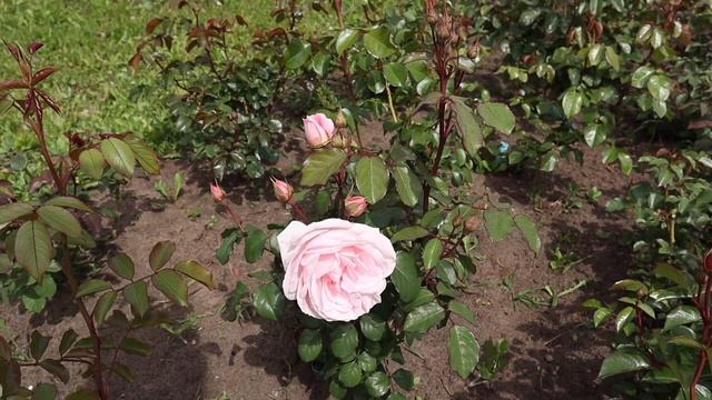 Обзор на НОВИНКУ- Роза Кэролайнс Харт, Rosa Caroline's Heart, Шраб 2018 год смотреть онлайн