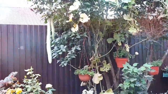 Шок.Кабачки (гиганты) Лагинария смотреть онлайн