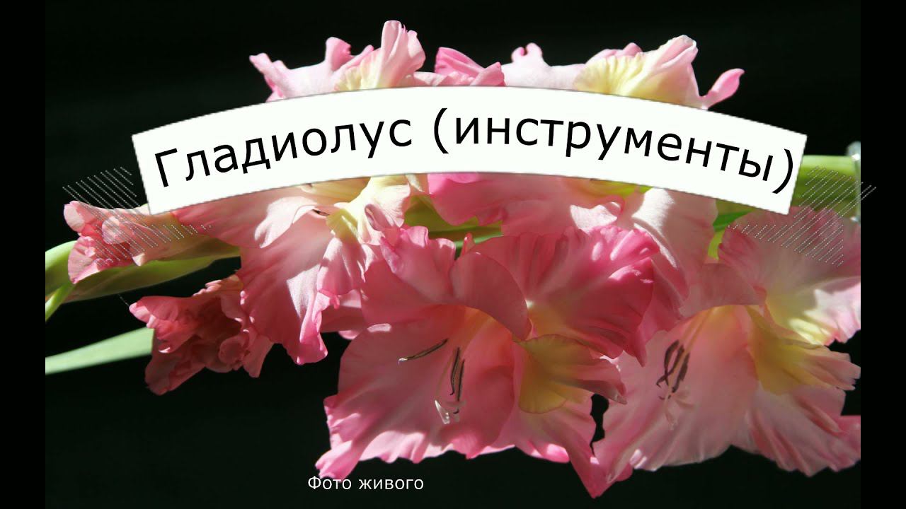 Гладиолус из холодного фарфора. Лепестки. Обзор инструментов смотреть онлайн