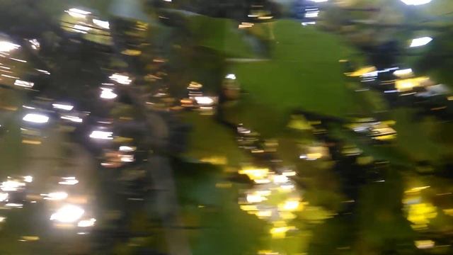 Виноград изабелла радует нас каждый год хорошим урожаем в подмосковье. 28.09.2021