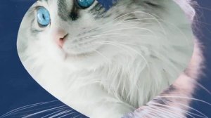 Трек Моя Кошка. Милана (автор песни) заметь пж