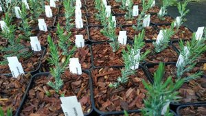 Можжевельник китайский Стрикта