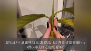 Размножение фикуса черенками. Размножаем фикус каучуконосный черенками.