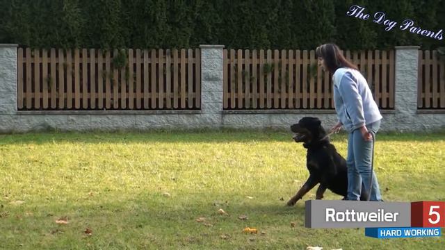 The 10 Hard Working Dog Breeds смотреть онлайн