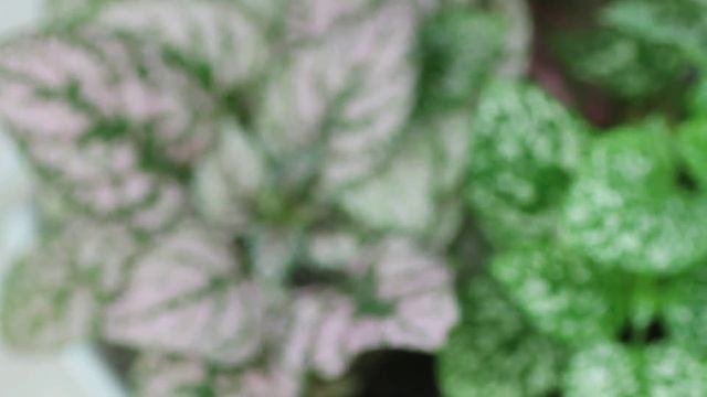 Hypoestes Phyllostachya