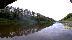 Плотва густера голавль линь ловля в проводку на пшеницу