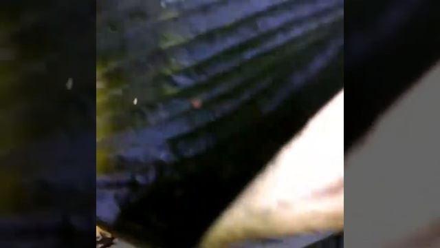 Hosta Empress Wu смотреть онлайн