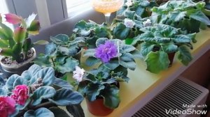 Светодиодное освещение для фиалок. Подсветка для фиалок. Как выбрать лампу.