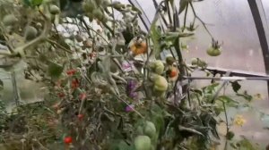 Я снова с вами, дорогие мои друзья! Томаты и клубника в теплице.