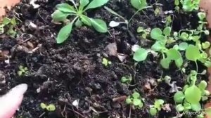 Дихондра из своих семян!Маленькая победа!