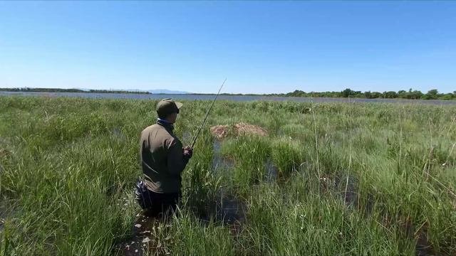 В этих дебрях живут реальные рыбы-монстры, тут спиннинги разлетаются в щепки. Ловля змееголова.
