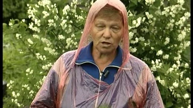 Черенкование герани смотреть онлайн