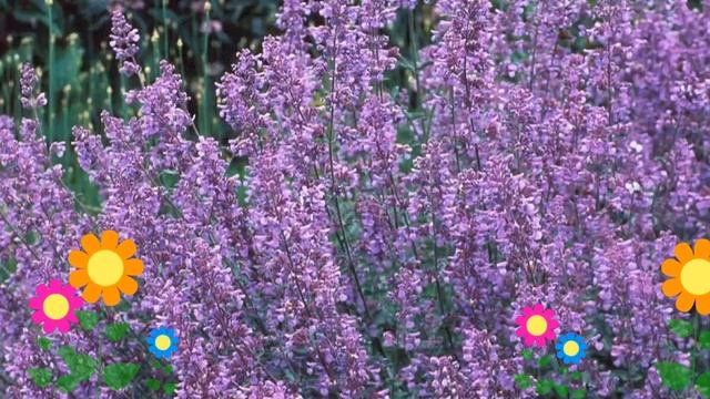 Котовник фассена. Краткий обзор, описание характеристик, где купить саженцы, крупномеры смотреть онлайн