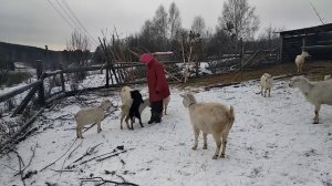 Руби, пастушья собака породы келпи, 10.12.2020 г.