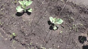 Защищаю капусту от вредителей с помощью сетки