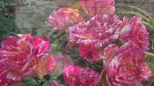 МОЙ САД! ЛЮБЛЮ ЦВЕТЫ. ЛАНДШАФТНЫЙ ДИЗАЙН. РОЗАРИЙ. ПИТОМНИК РАСТЕНИЙ смотреть онлайн