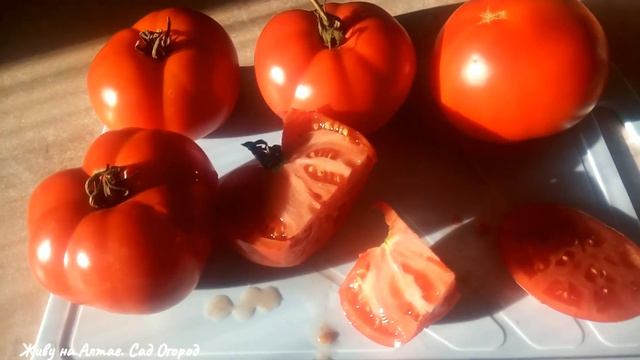 БОЛЬШАЯ МАМОЧКА томат для ленивых от Гавриш. Обзор сорта