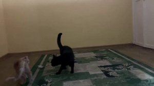 Коты Бората, а ну угомонитесь!