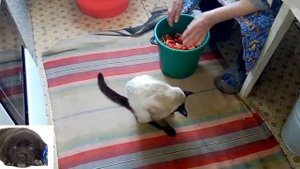 Заправка для борща и супа на зиму без варки