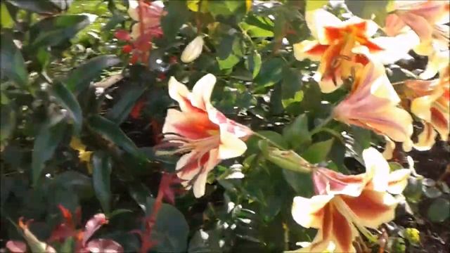 САМЫЕ КРАСИВЫЕ МОИ ЛИЛИИ смотреть онлайн