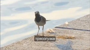 ✔ ПТИЦЫ - ЛЕСНЫЕ ЖИТЕЛИ ✔ Познавательное видео про ПТИЦ для детей