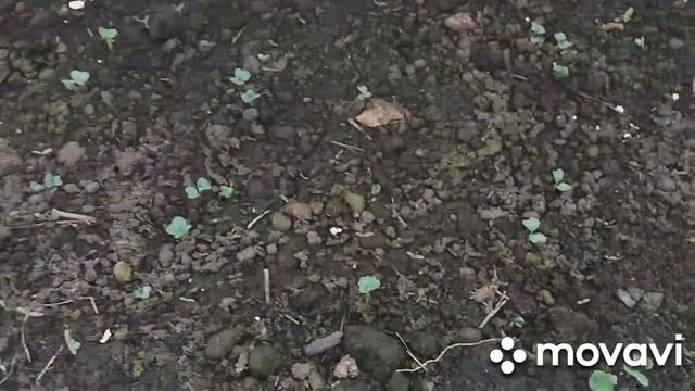 Дача, жарим шашлыки. Посев ранней капусты в теплицу. смотреть онлайн