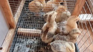 От кокцидиоза у кур и кроликов: профилактика и лечение народными средствами