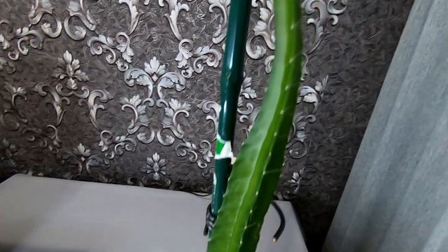 Обзор -1 год спустя. Питахайя (Драконий фрукт). Выращивание экзотического фрукта в домашних условия смотреть онлайн