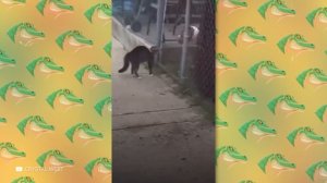 Домашние Коты в Деле! Кошки Разносят Собак, Птиц и Крыс