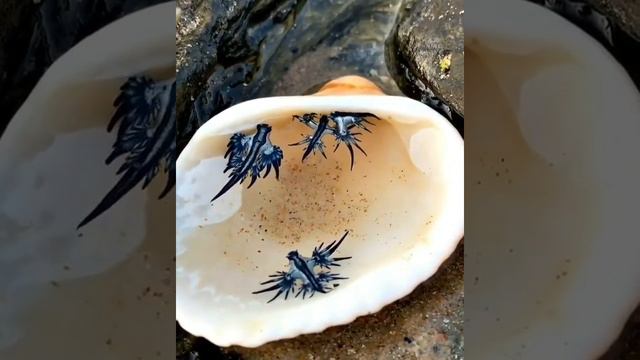 These incredible creatures are a type of Nudibranch known as the Blue glaucus. 😱😱