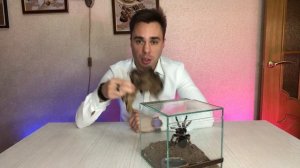 РУЧНОЙ ПАУК ПТИЦЕЕД В ДОМАШНИХ УСЛОВИЯХ. Содержание. Brachypelma smithi