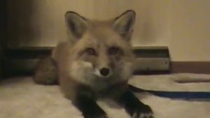 Что говорит лиса? ( What does the Fox say? )